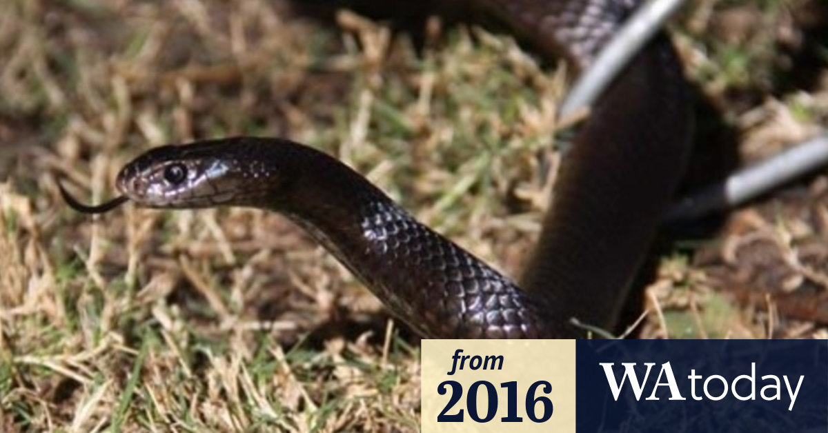 Snake catchers say record numbers of tiger snakes, dugites in Perth suburbs